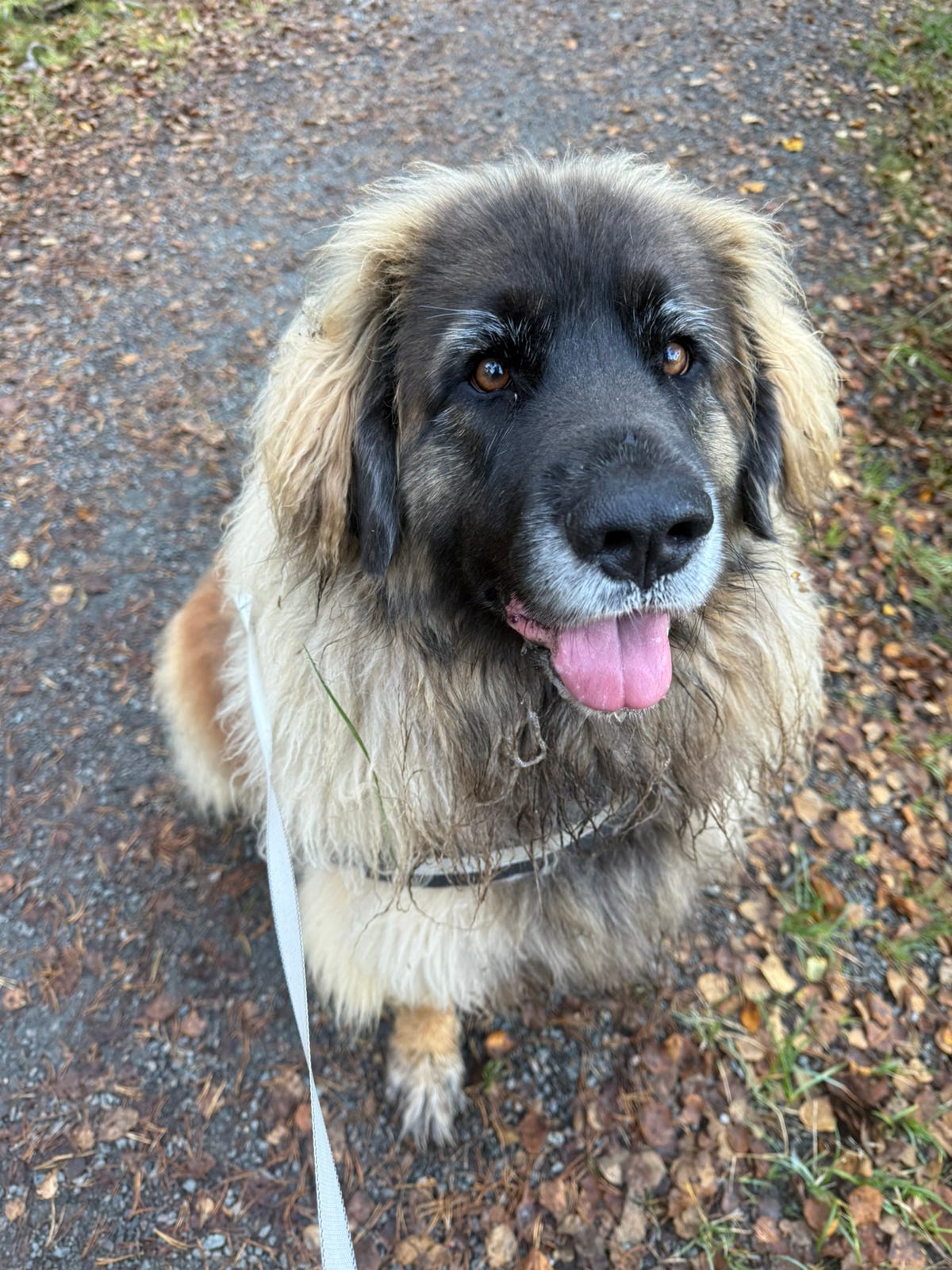 Leonberger
