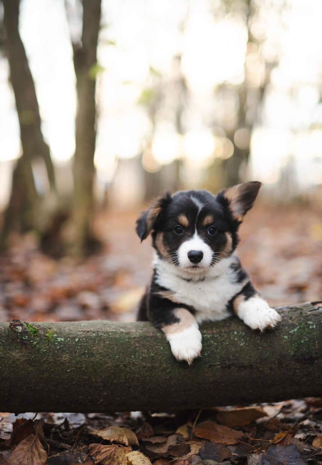 Welsh corgi cardigan