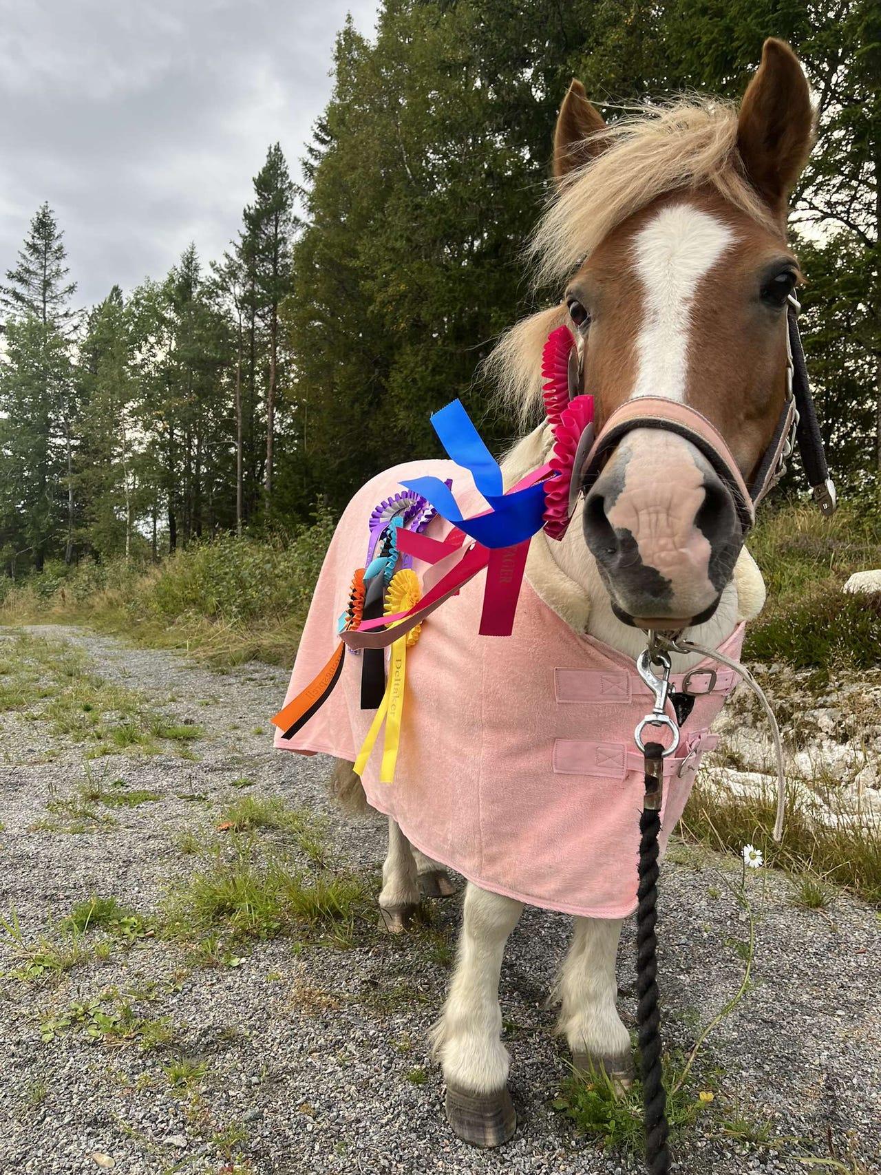 Ponni Rosa Fleecepels Pony | FINN-torget
