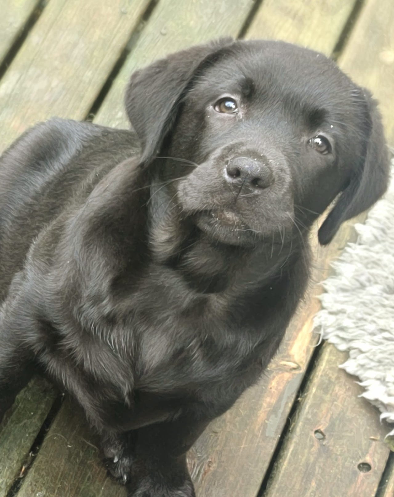 Labrador retriever