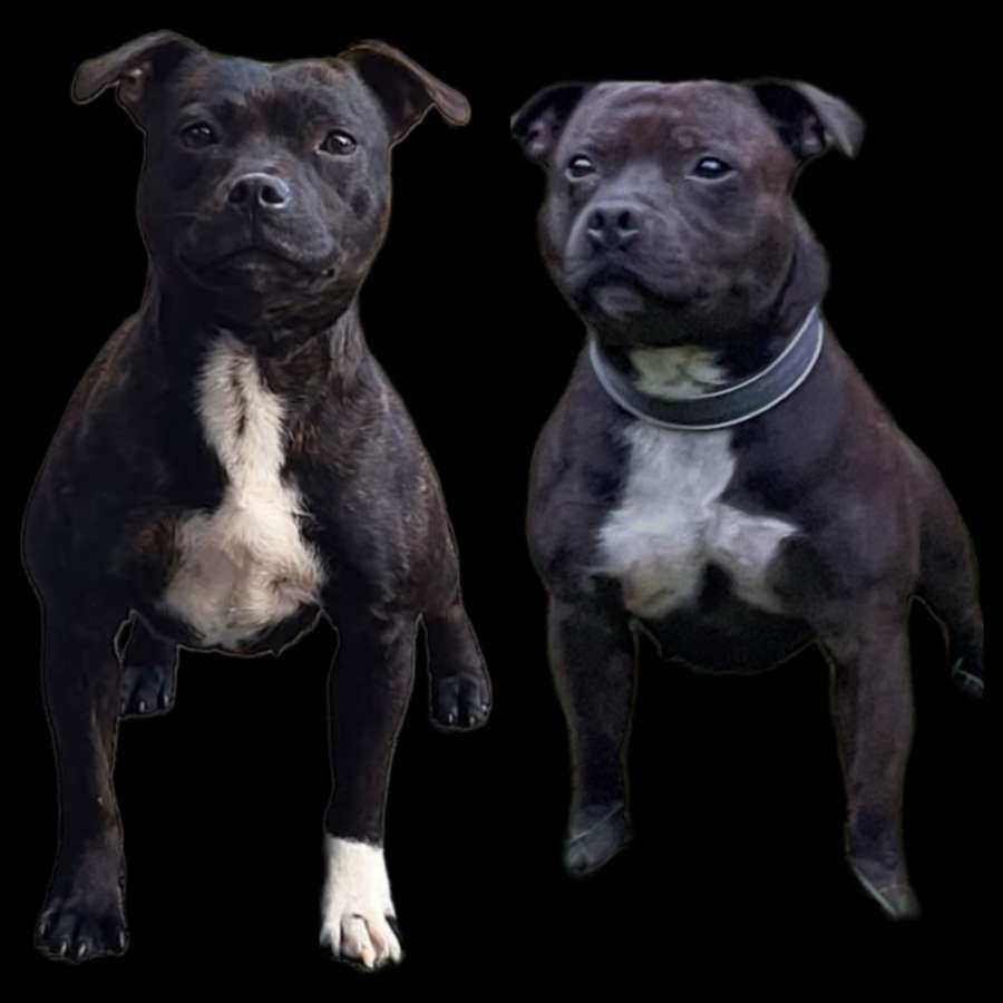 Staffordshire bull terrier