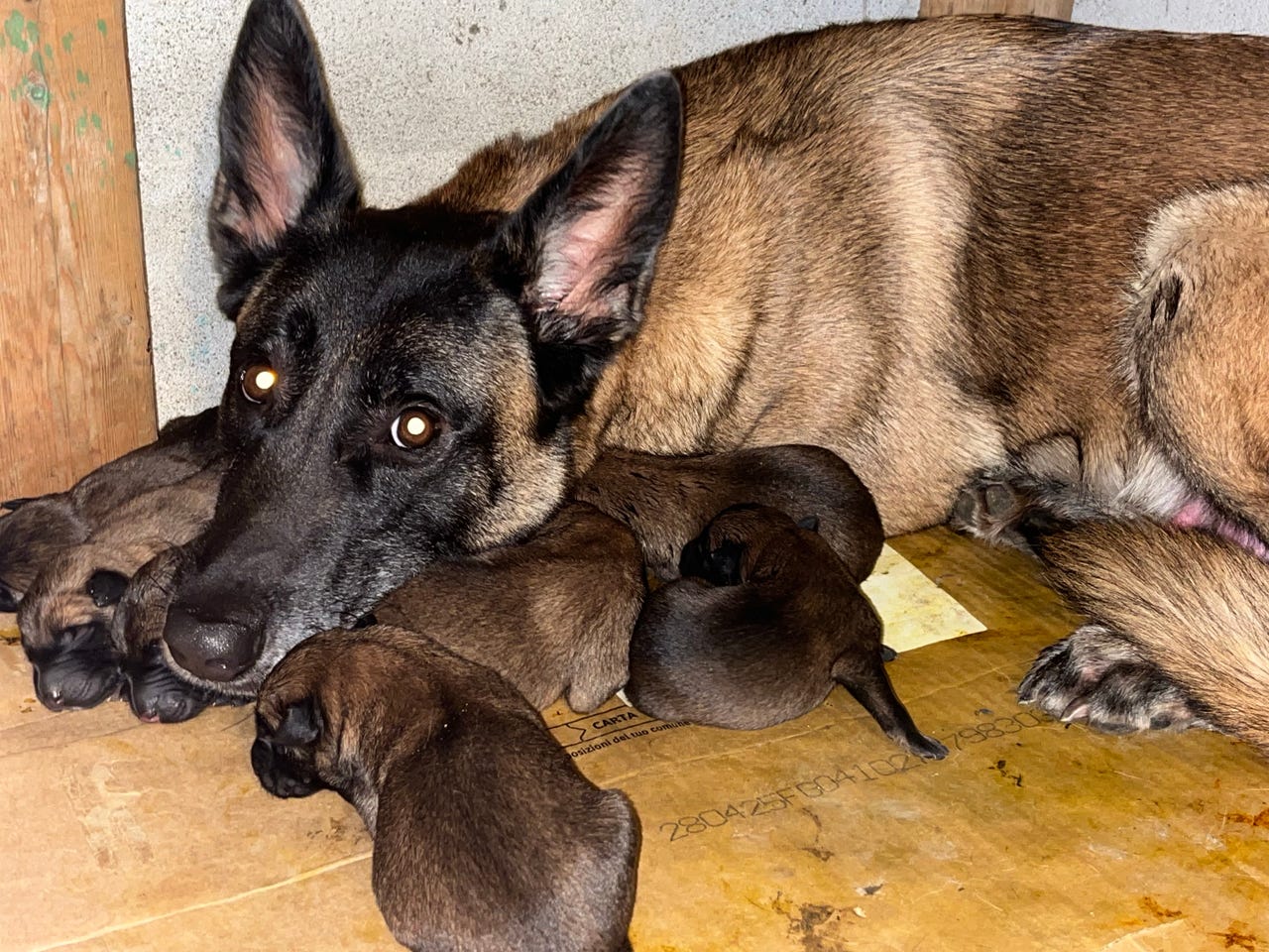 Belgisk fårehund, malinois