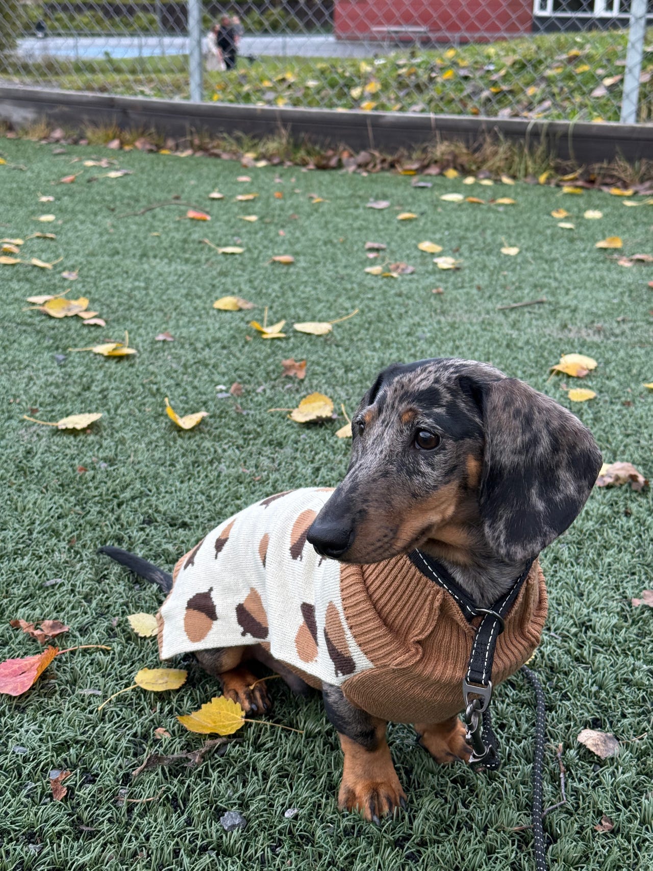 Dachshund korthåret
