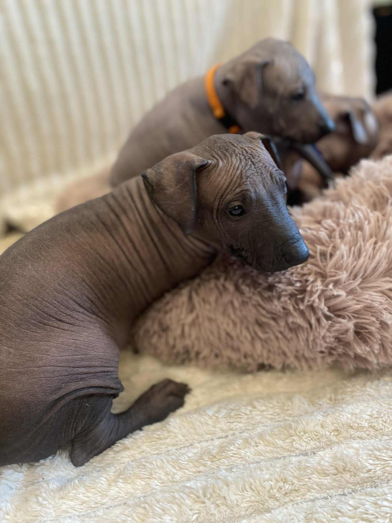 Xoloitzcuintle stor