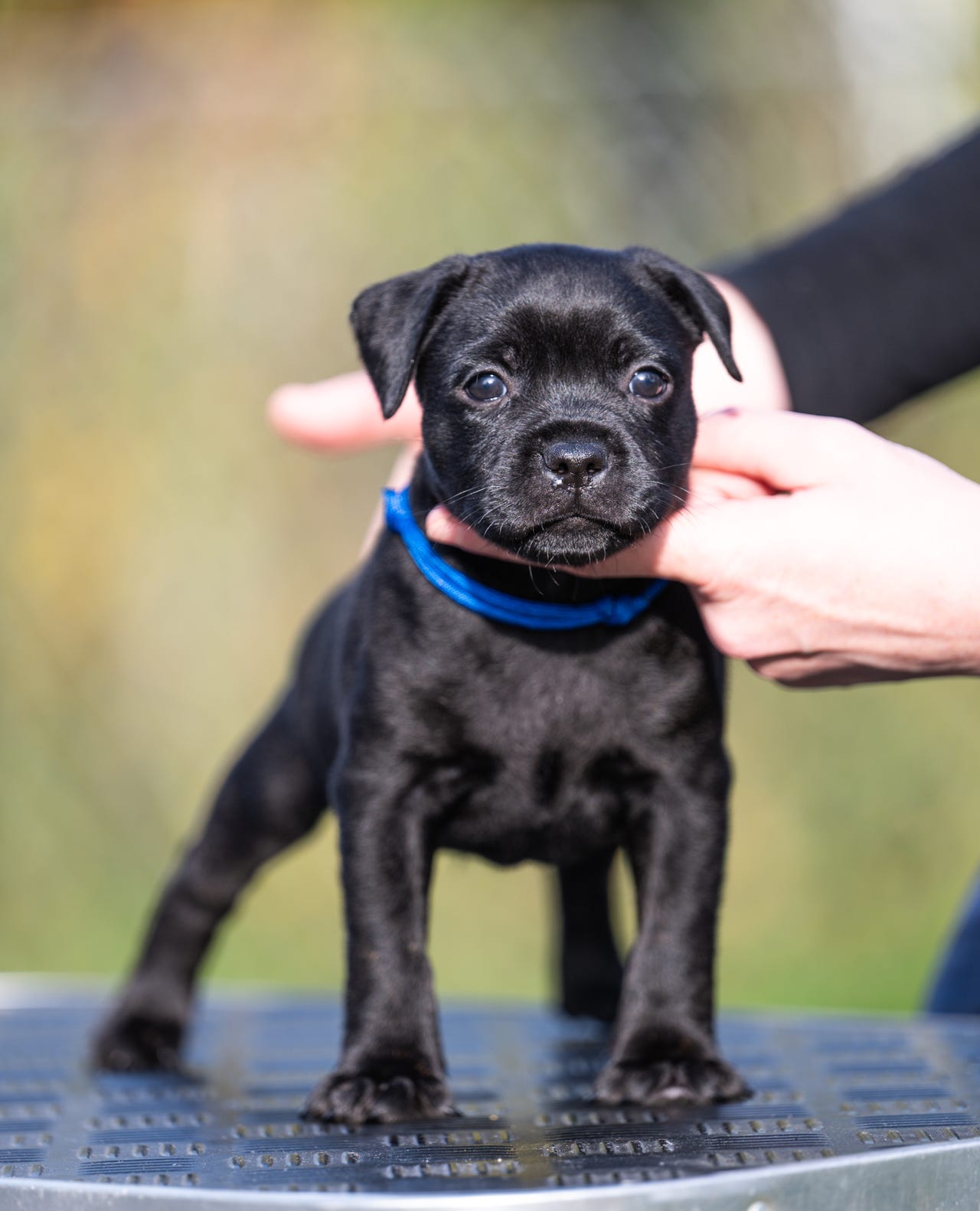 Staffordshire bull terrier