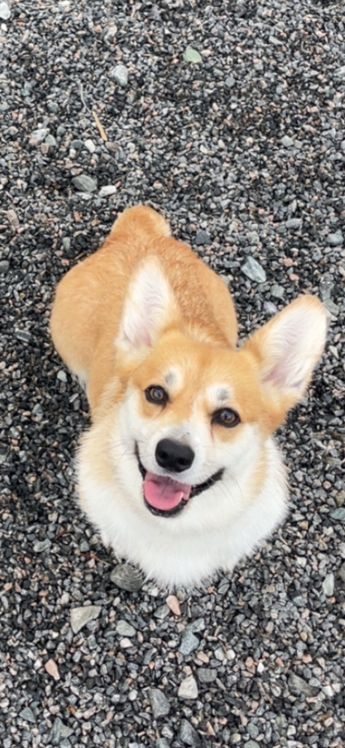 Welsh corgi pembroke