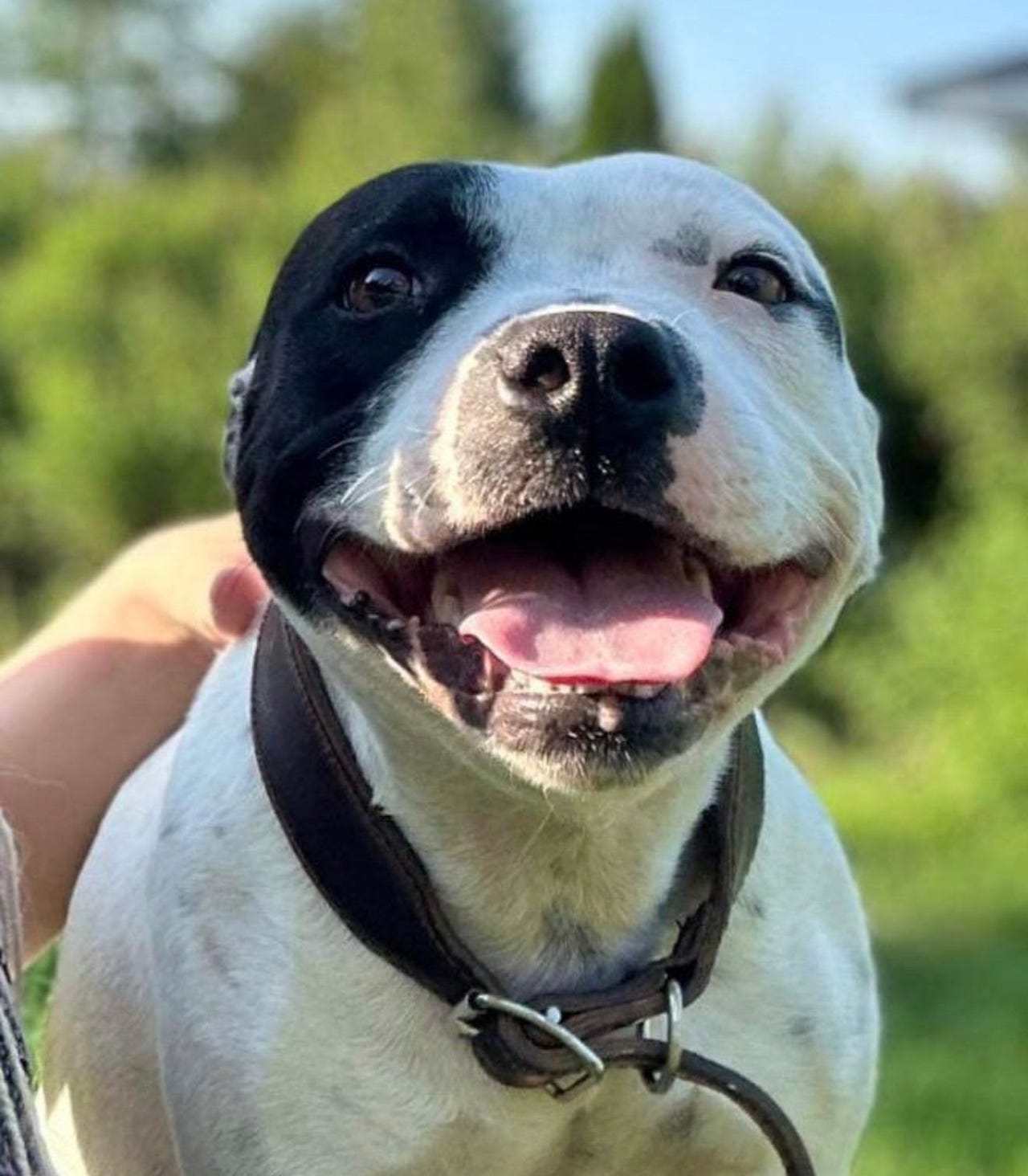 Staffordshire bull terrier