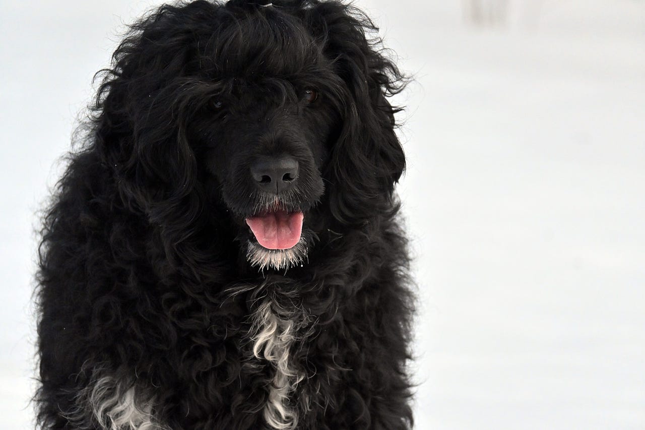 Portugisisk vannhund