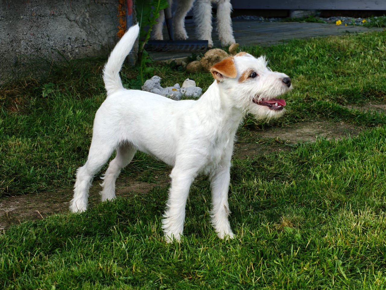 Parson russell terrier