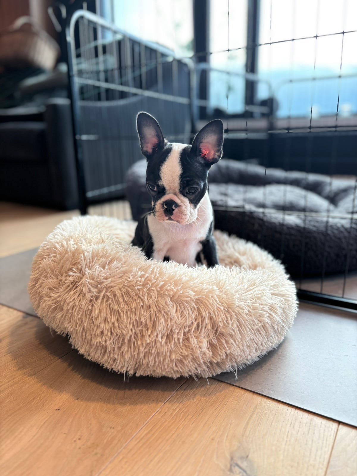 Boston terrier