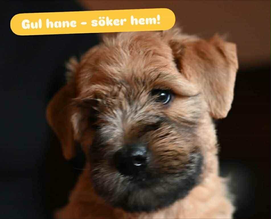 Irish softcoated wheaten terrier