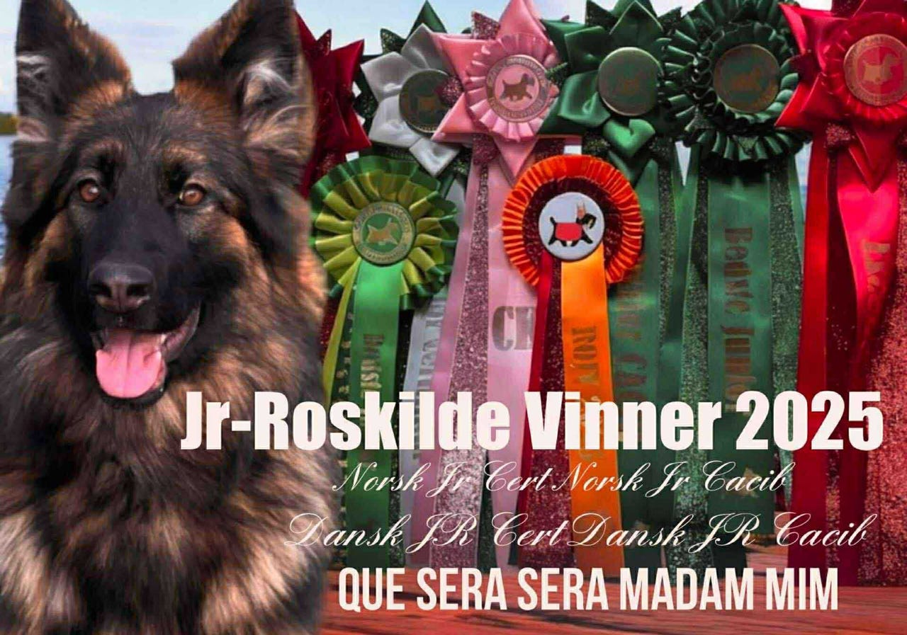 Schäferhund langhår