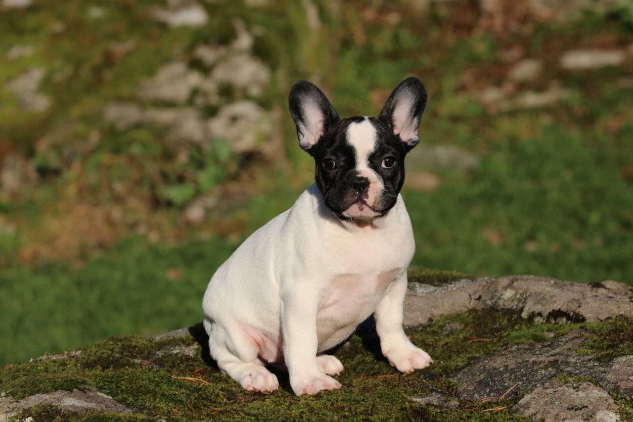 Fransk bulldog