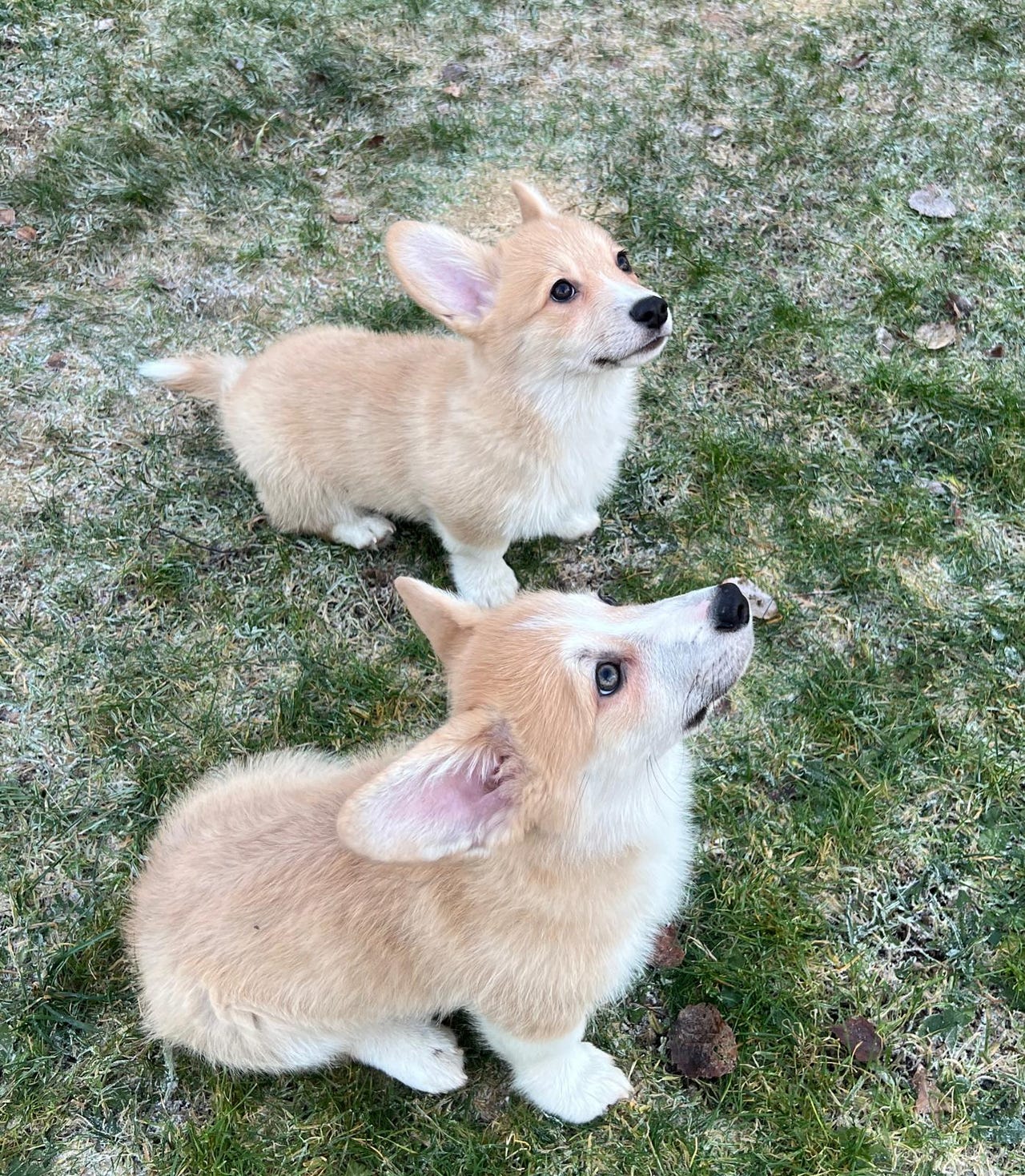 Welsh corgi pembroke