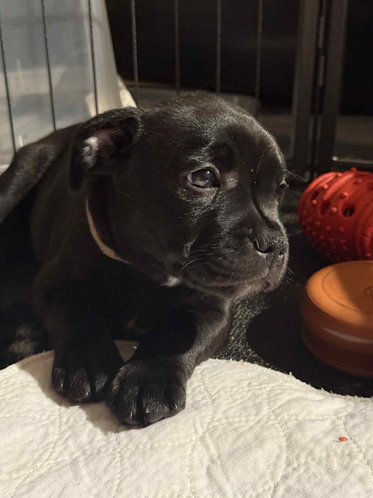 Staffordshire bull terrier