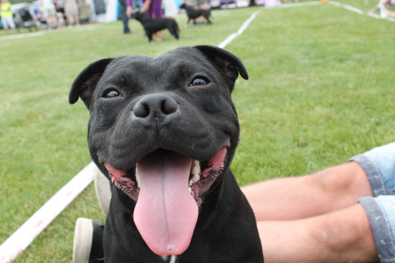 Staffordshire bull terrier