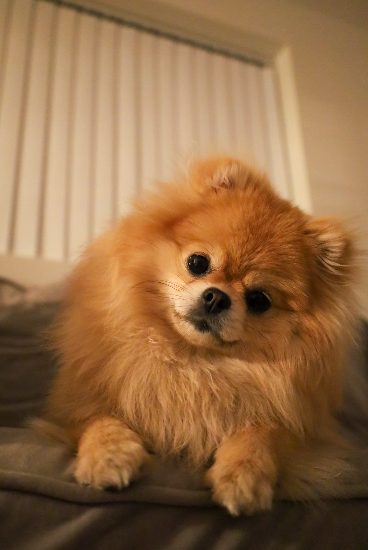 Pomeranian