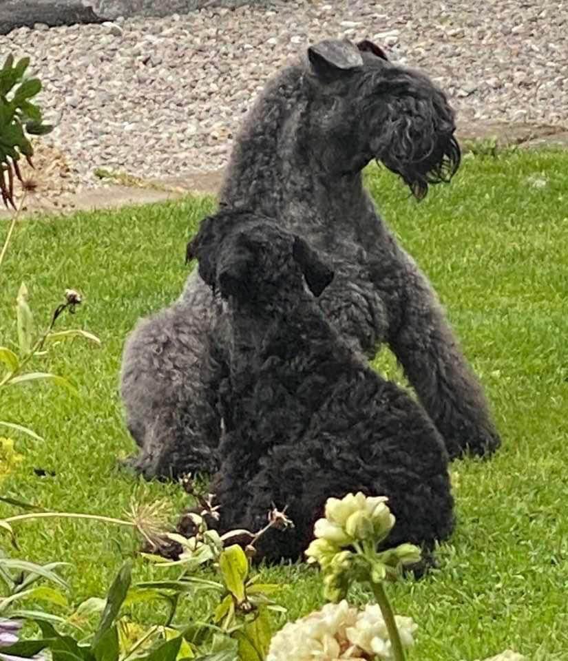 Kerry blue terrier