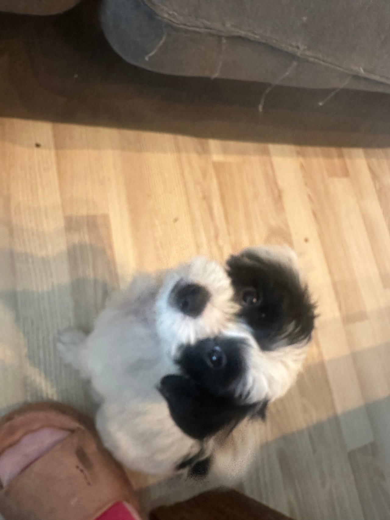 Chinese crested powderpuff