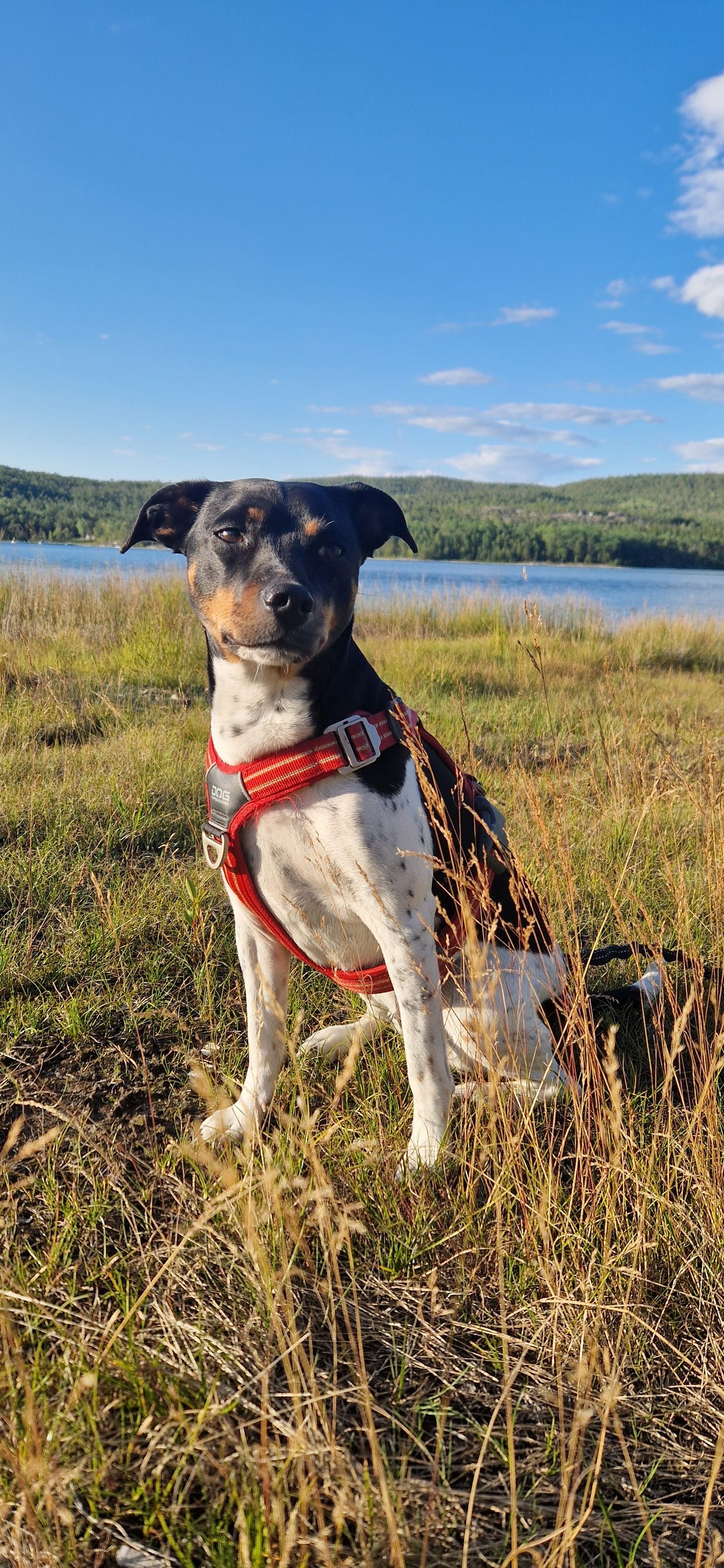 Dansk-svensk gårdshund