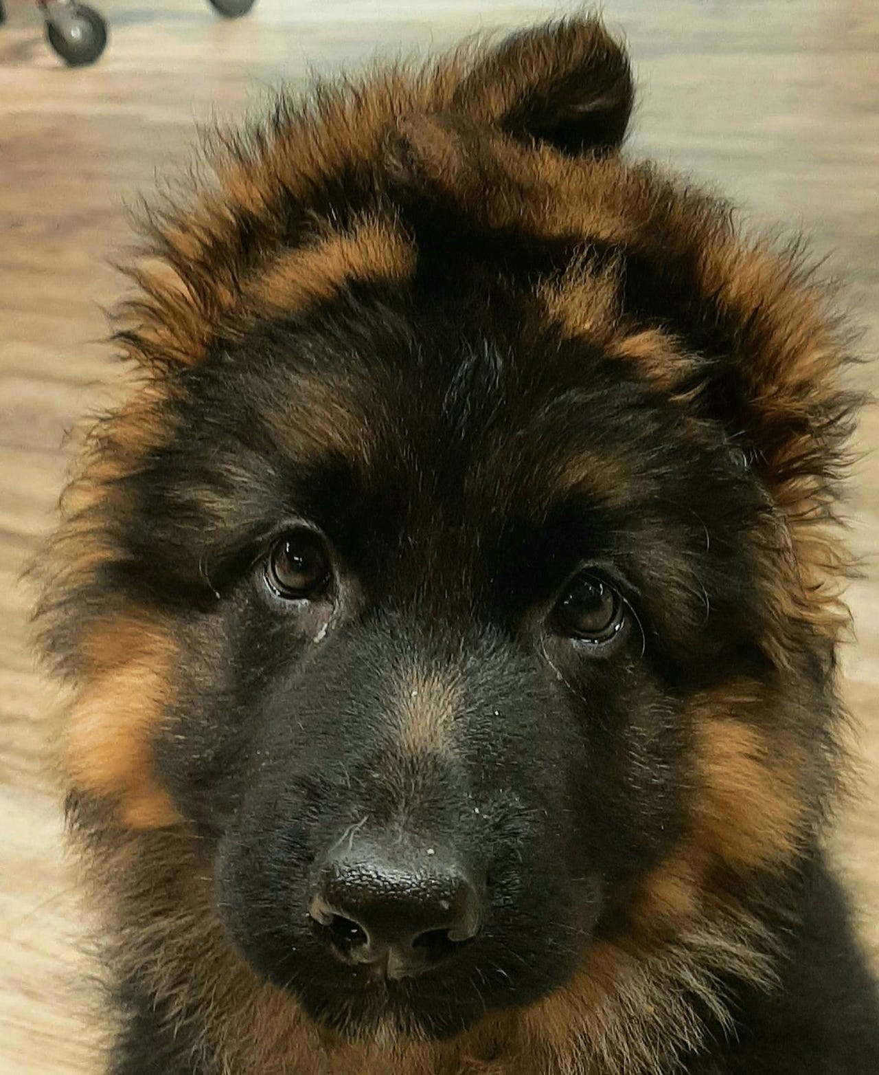 Schäferhund langhår