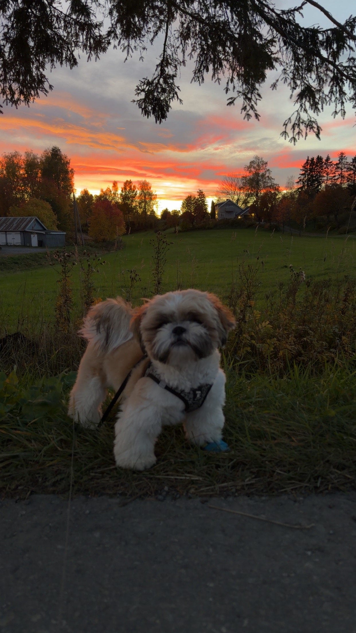 Shih tzu