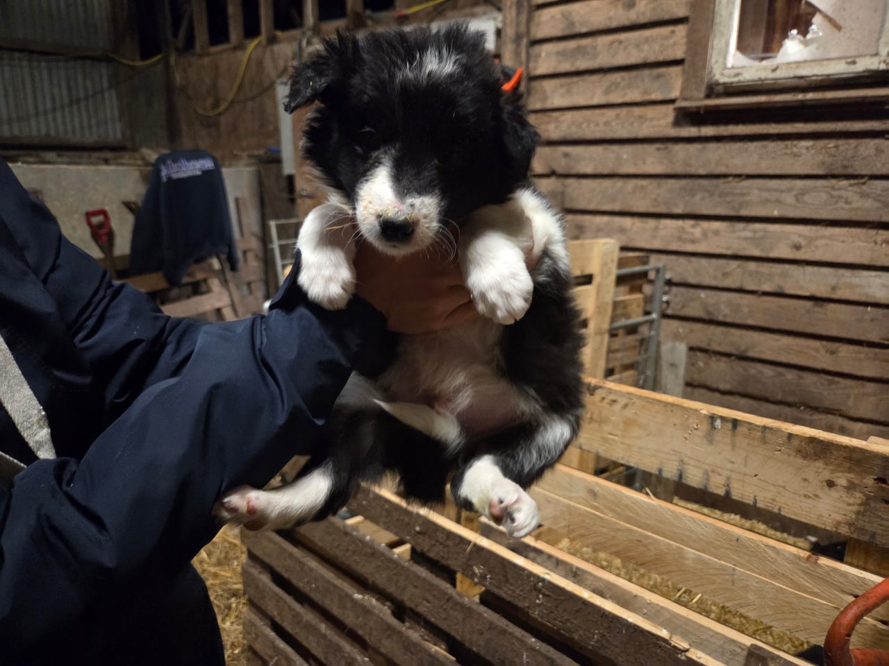Border collie