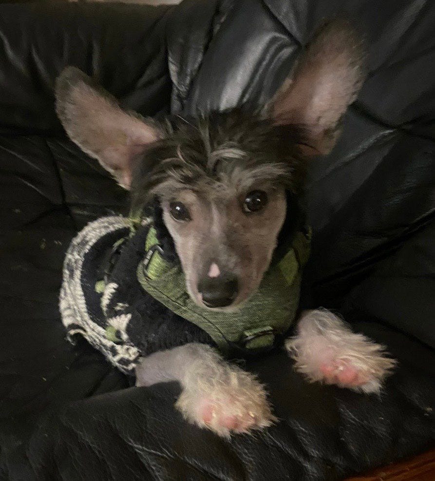 Chinese crested