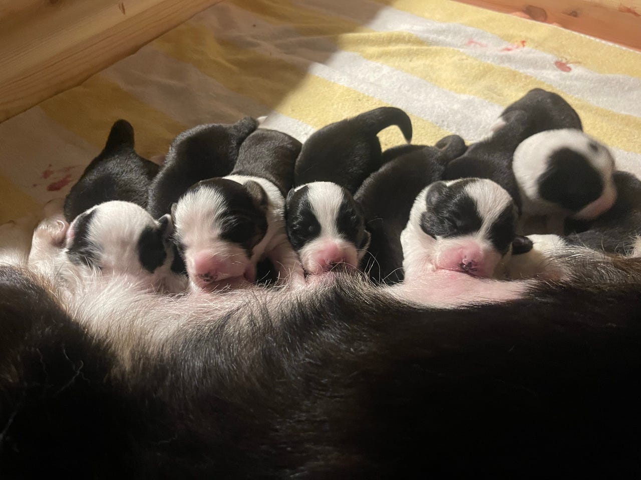 Welsh corgi cardigan