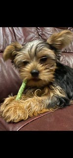 Yorkshire terrier