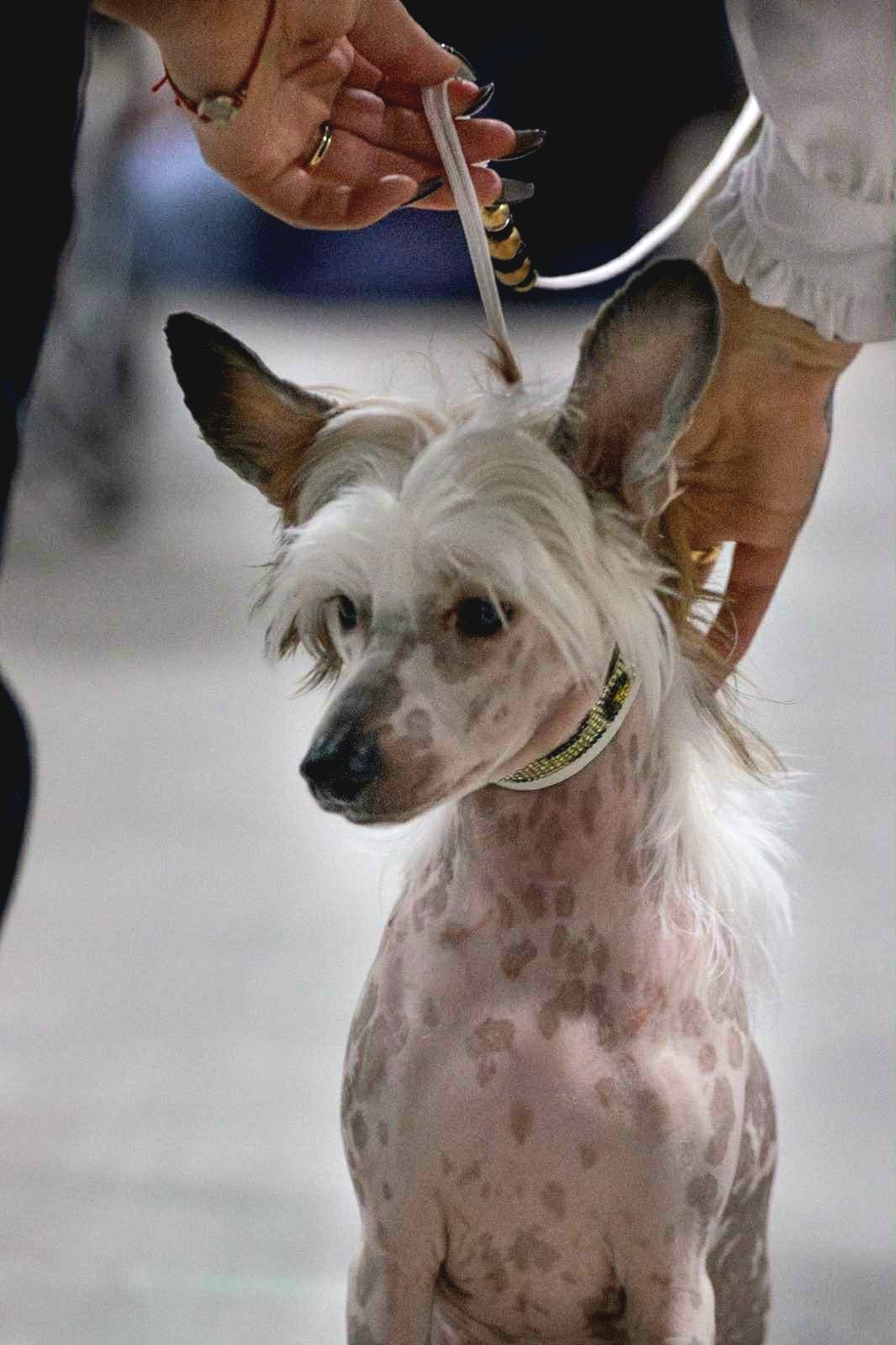 Chinese crested