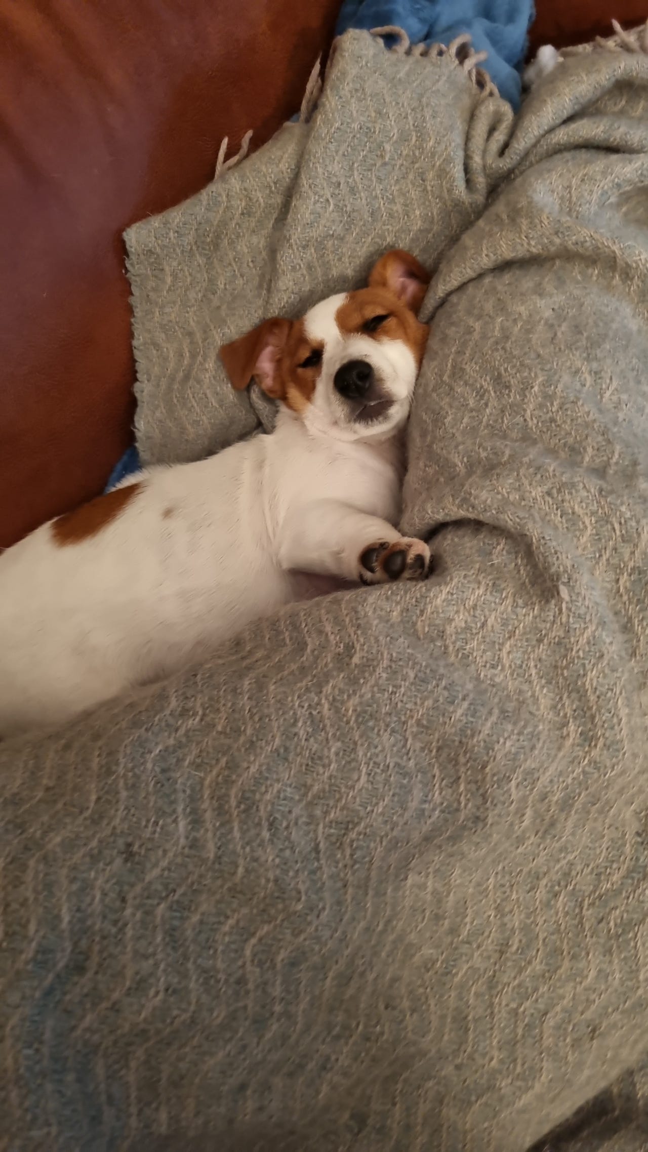 Jack russell terrier