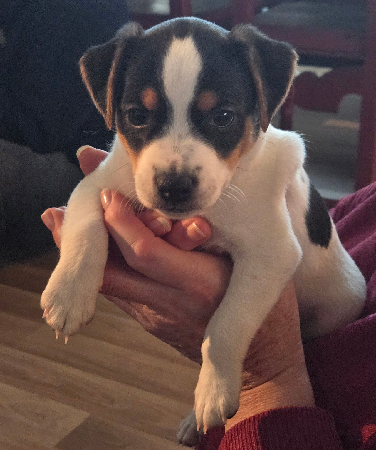 Dansk-svensk gårdshund