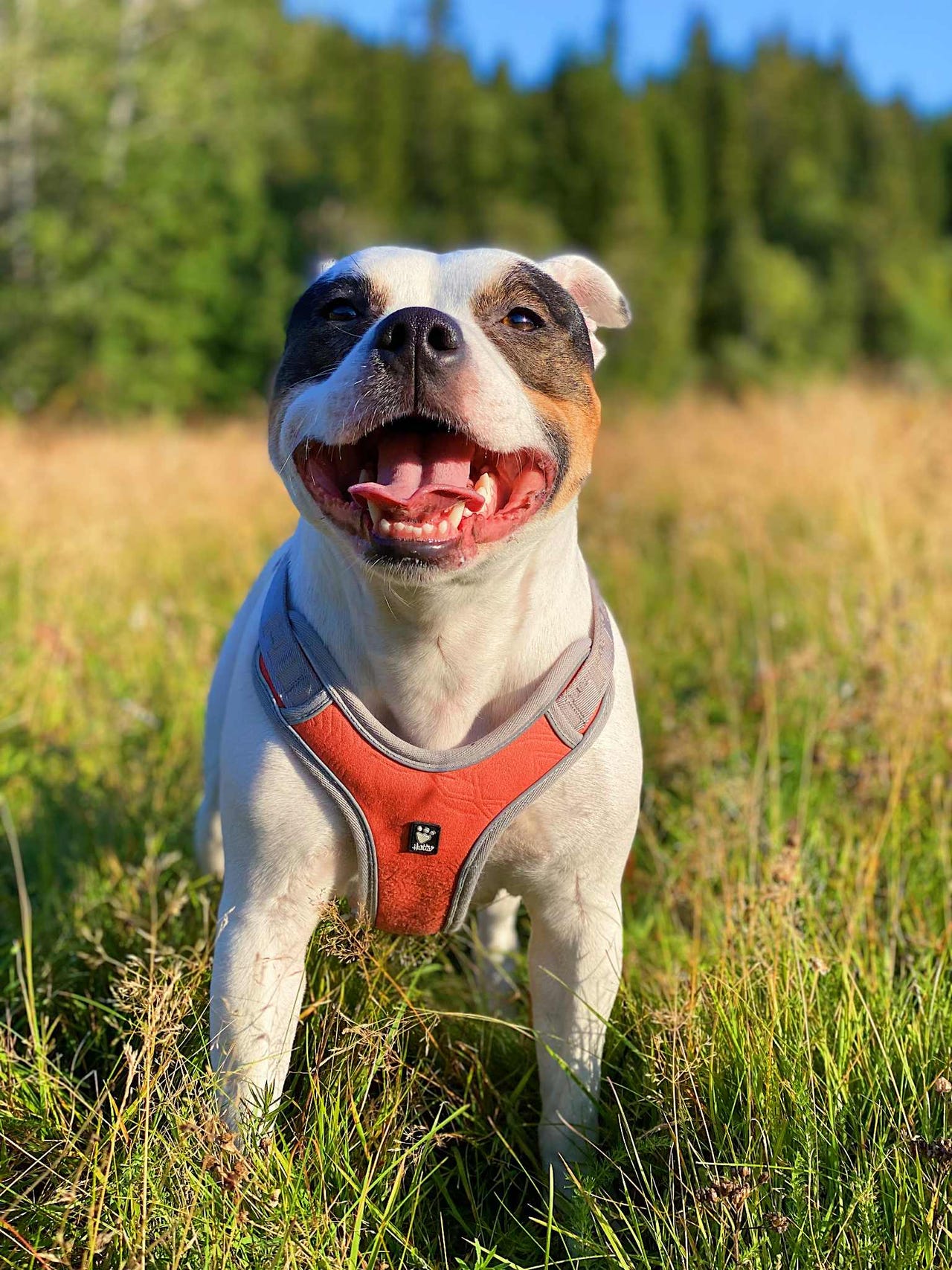 Staffordshire bull terrier