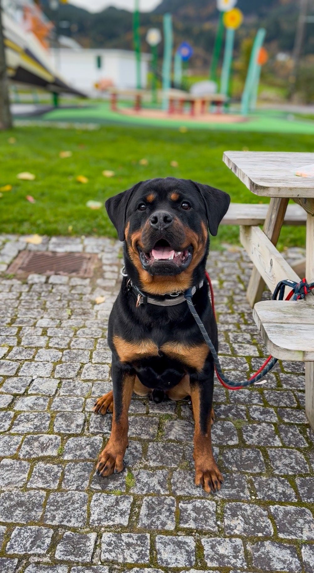 Rottweiler