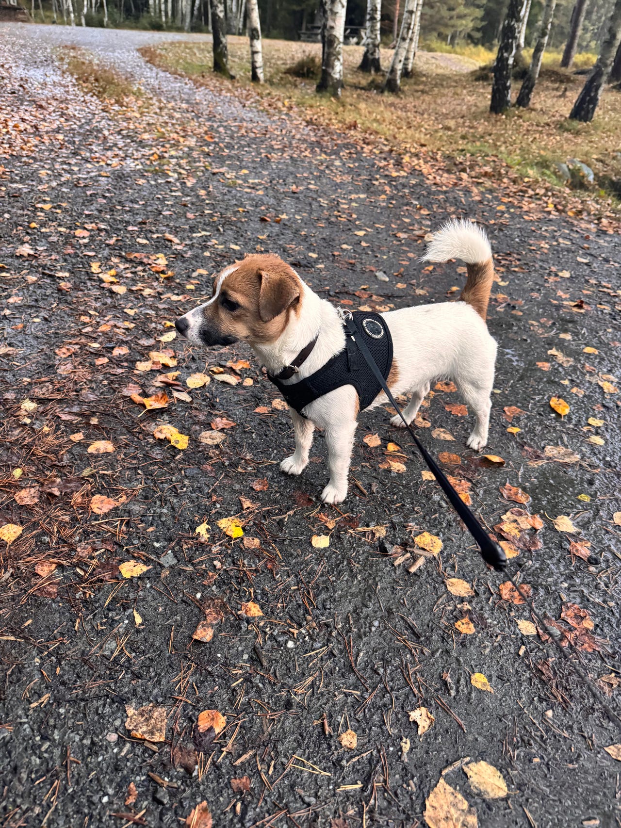 Jack russell terrier