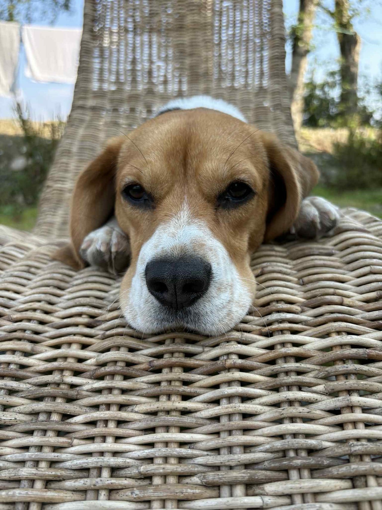 Beagle