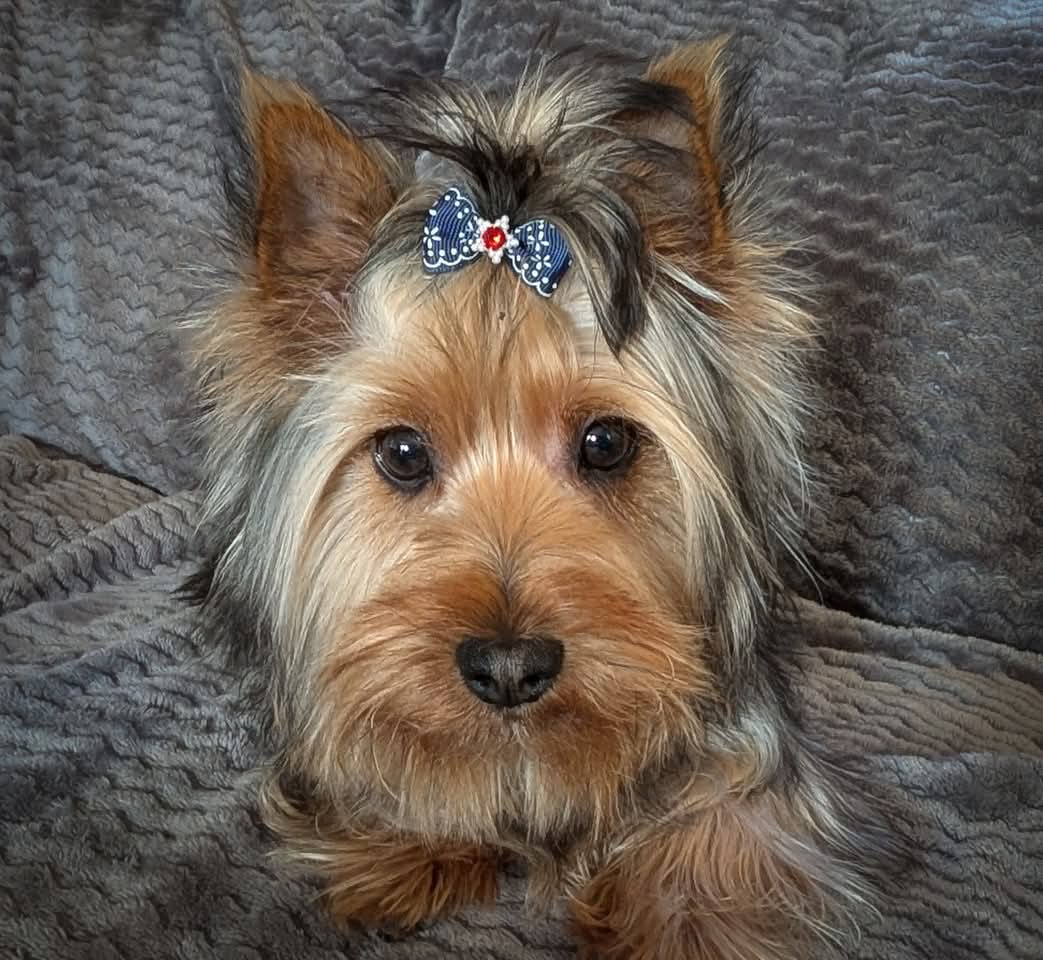 Silky terrier