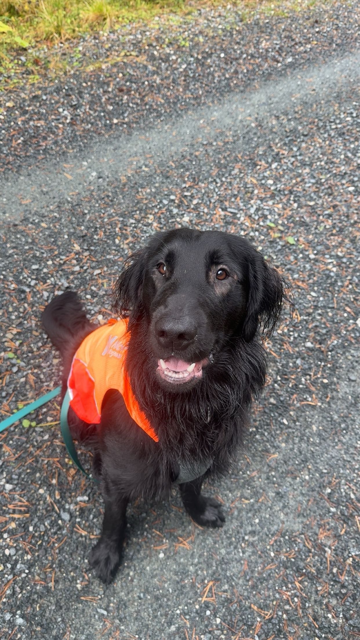 Flat coated retriever