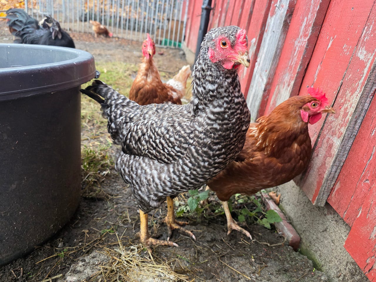 Rugeegg fra frittgående, glade høner | FINN-torget
