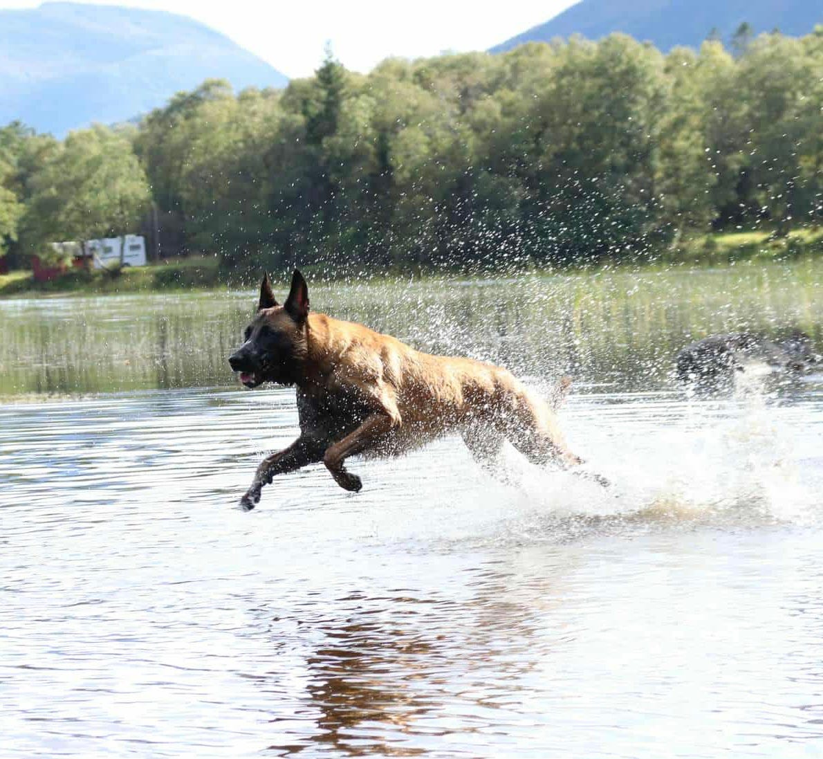 Belgisk fårehund, malinois