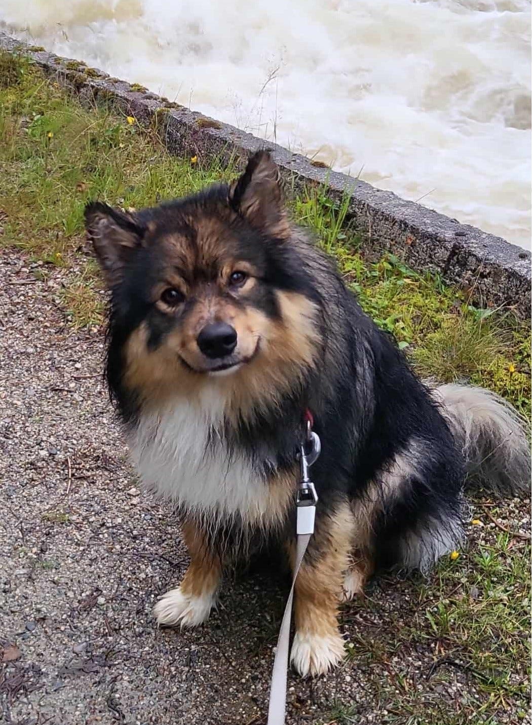 Finsk lapphund