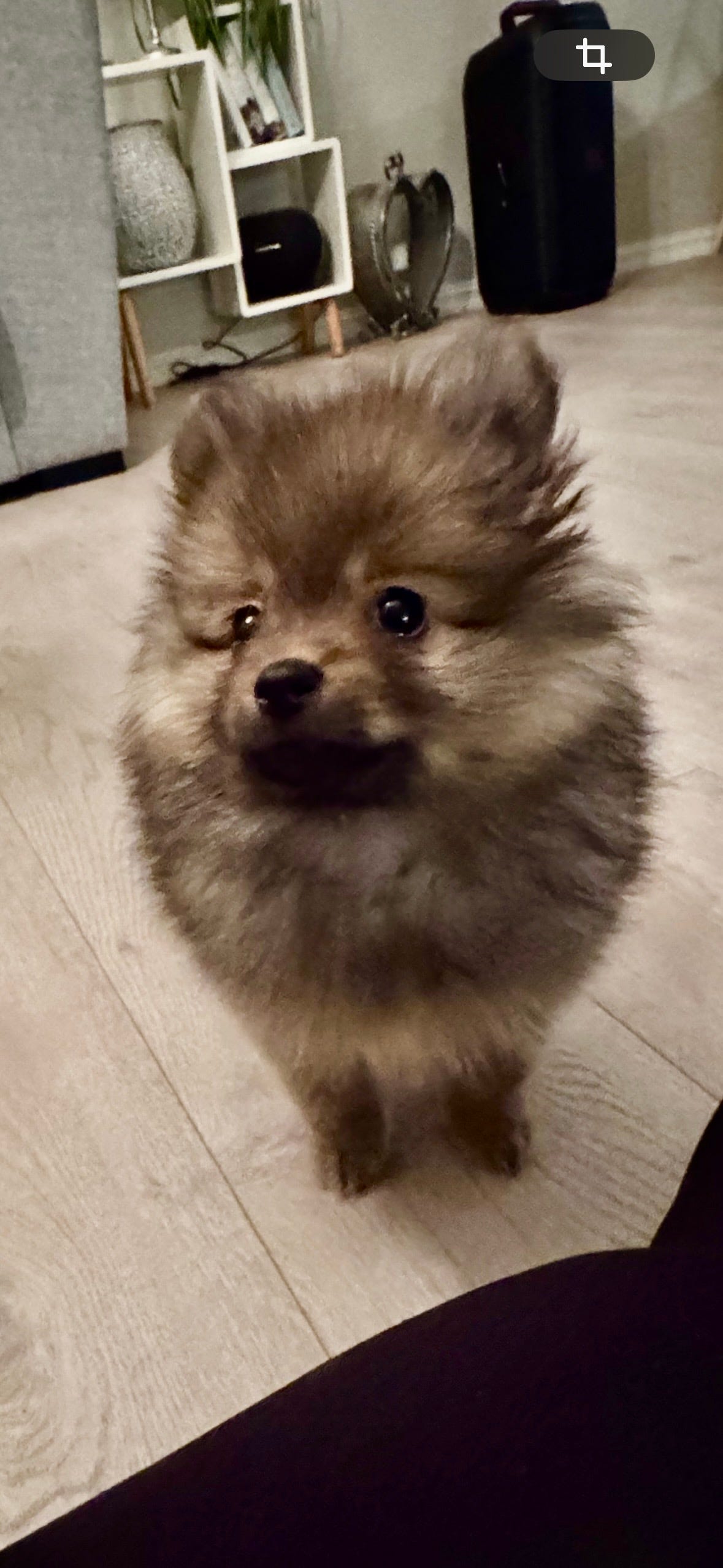 Pomeranian