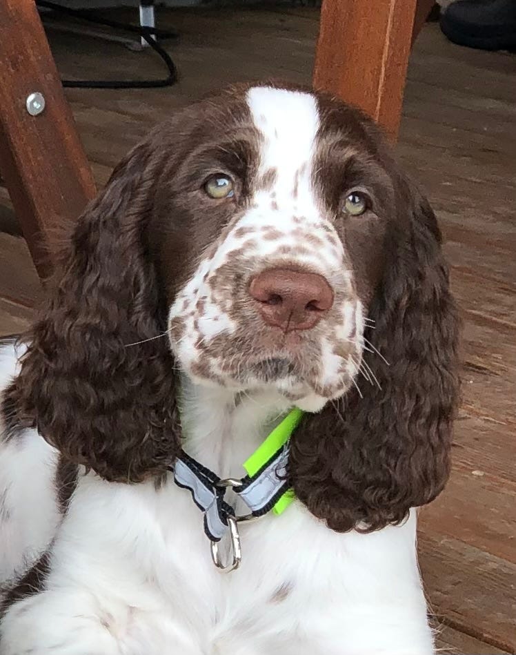 Engelsk springer spaniel
