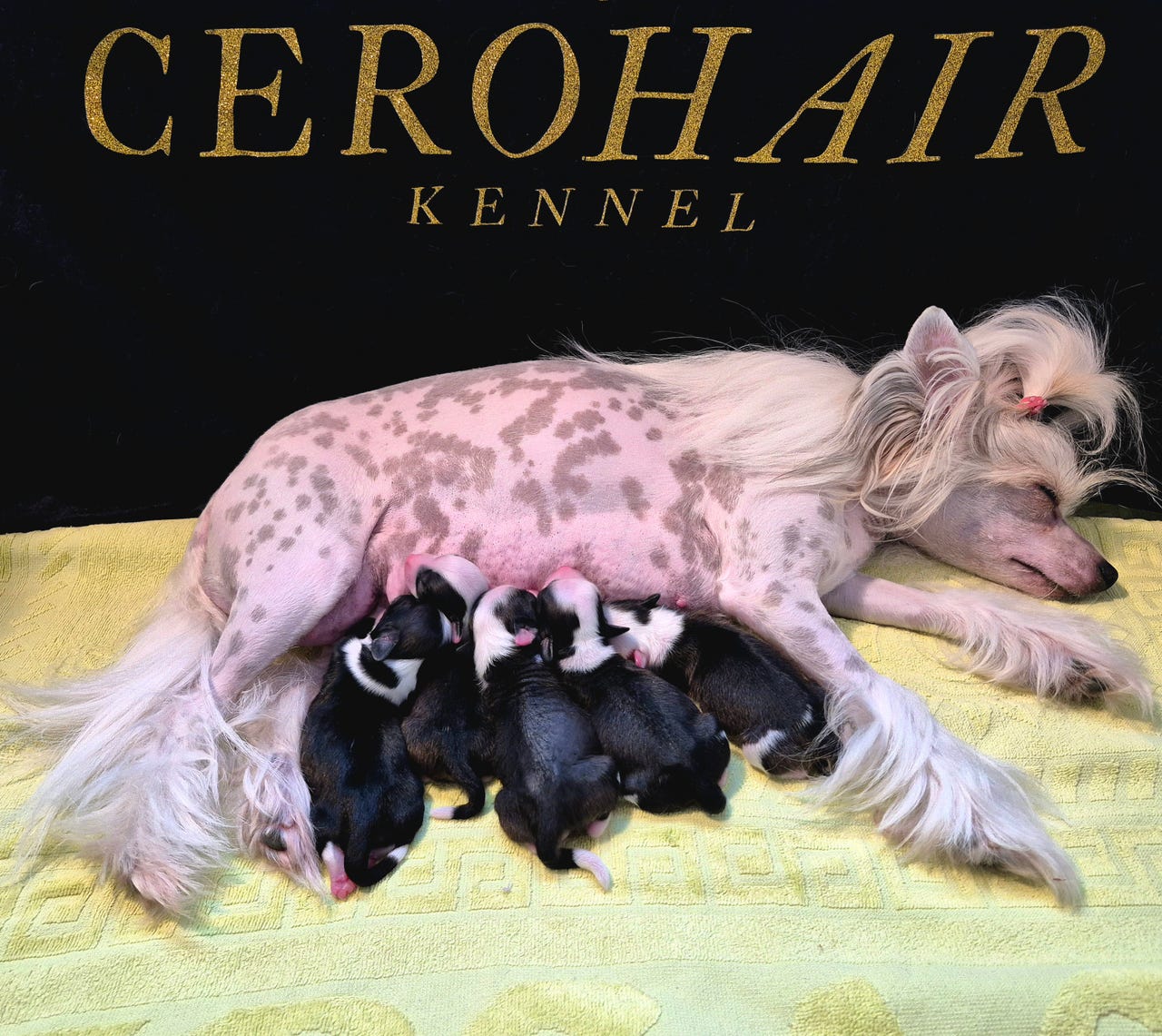 Chinese crested