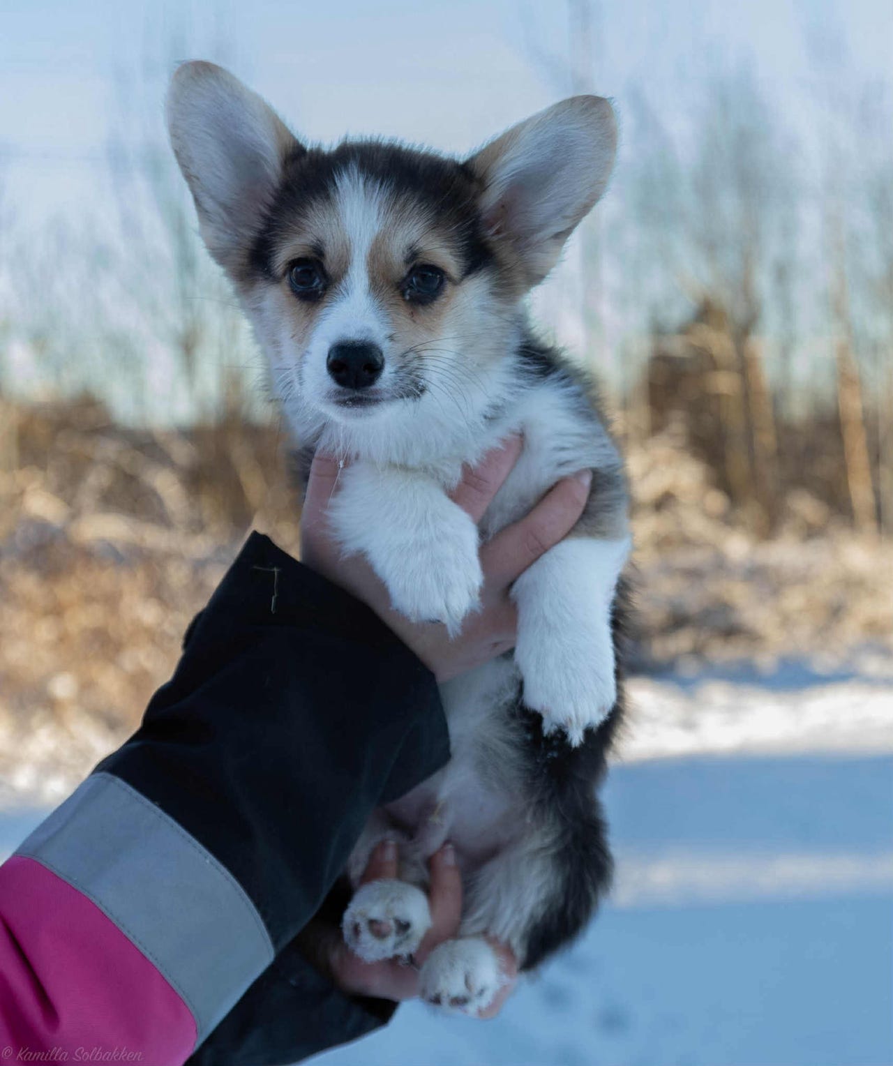 Welsh corgi pembroke