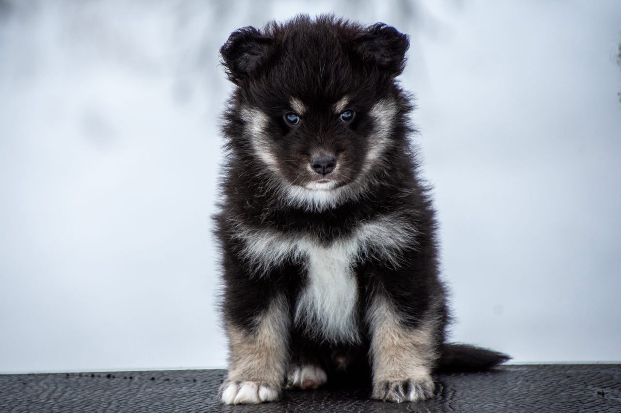 Finsk lapphund