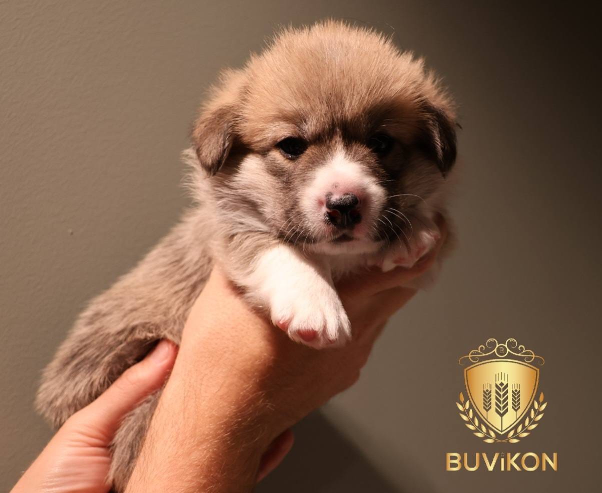 Welsh corgi pembroke