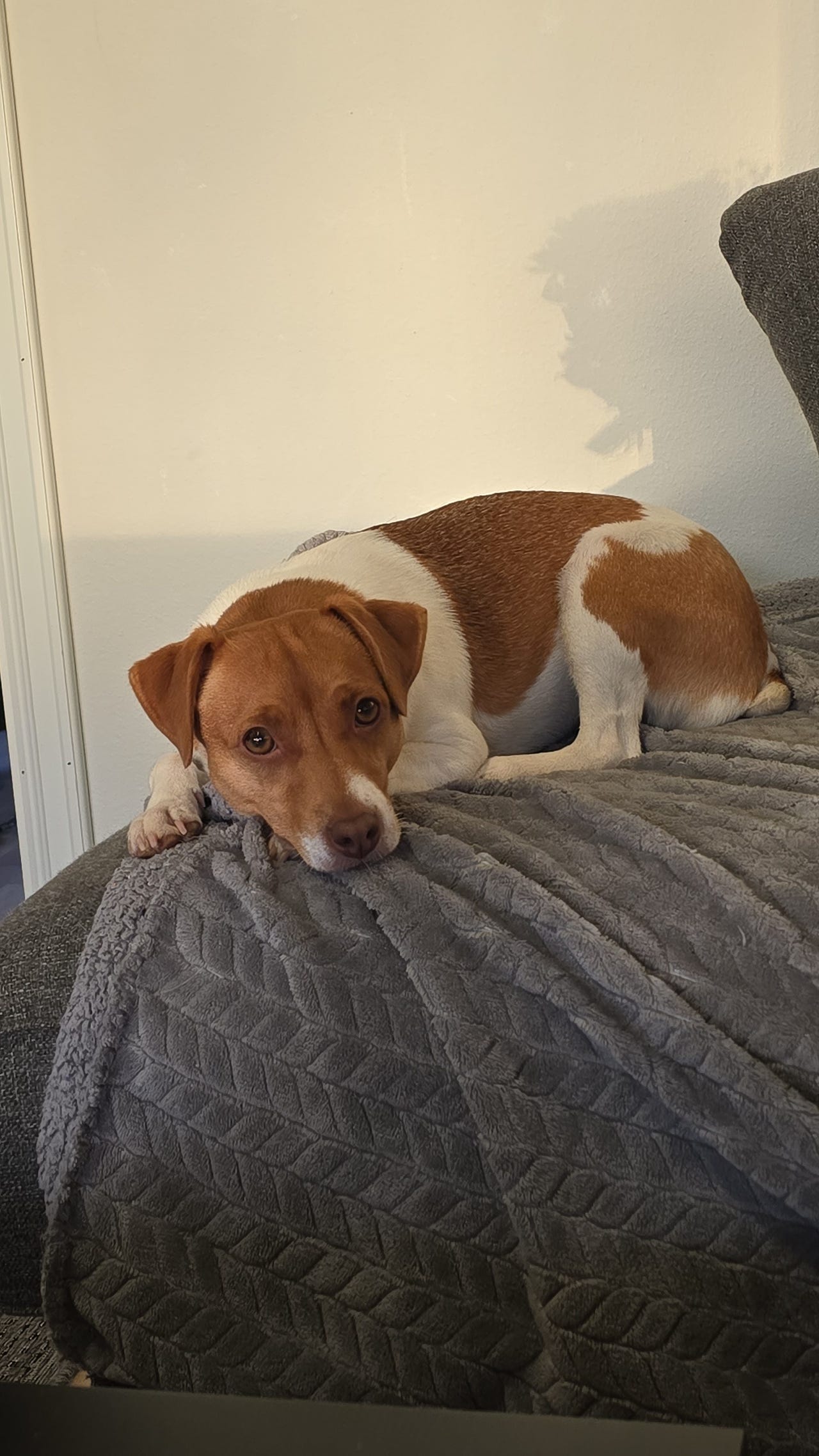 Dansk-svensk gårdshund