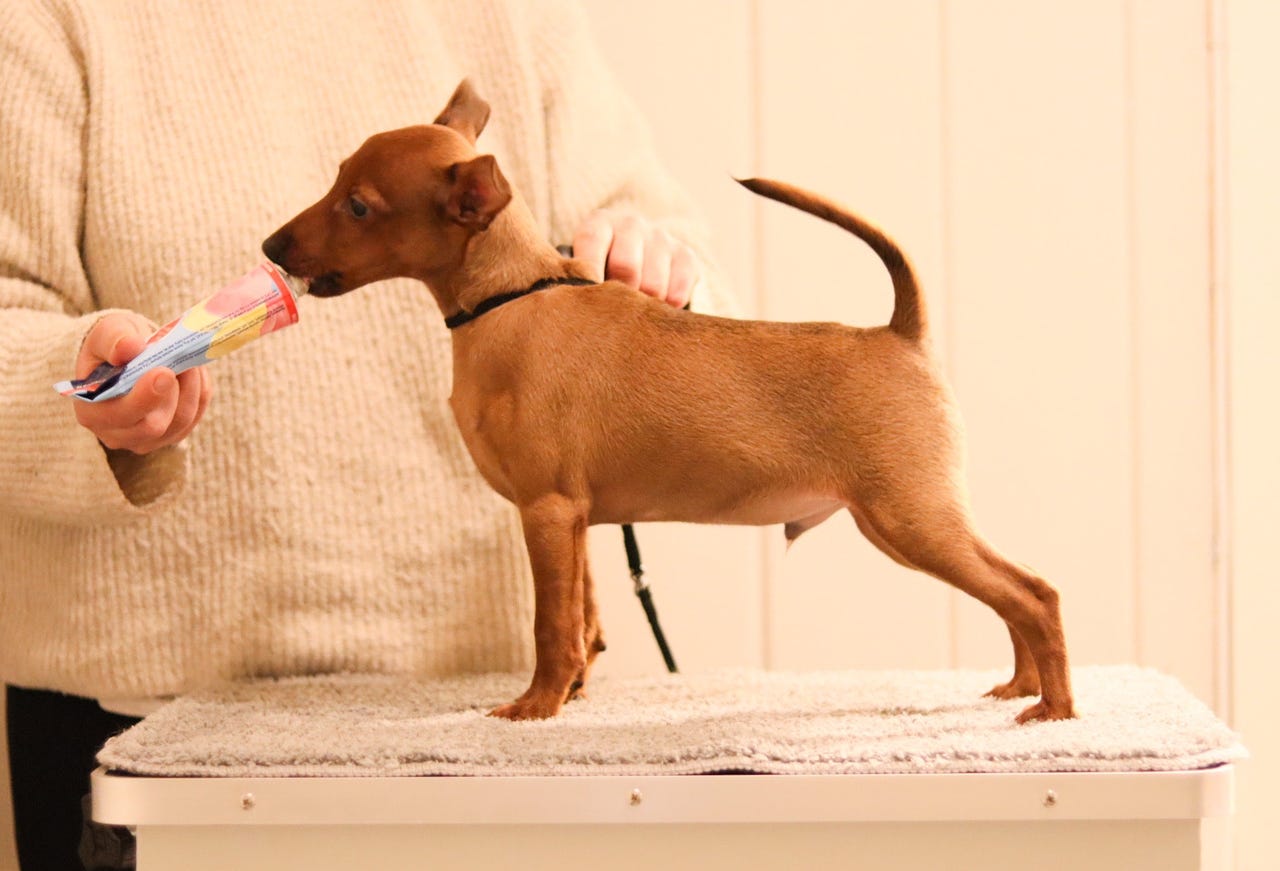 Dvergpinscher